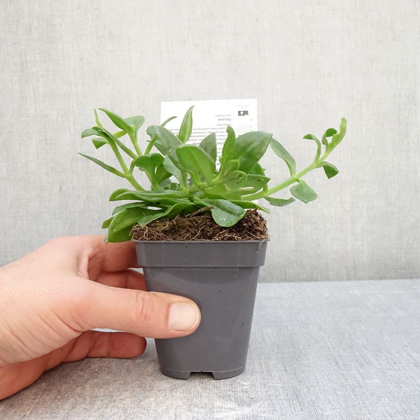 Exemplaar van Aptenia cordifolia - IJskruid Kweekpotje van 8/9 cm zoals geleverd in de winter