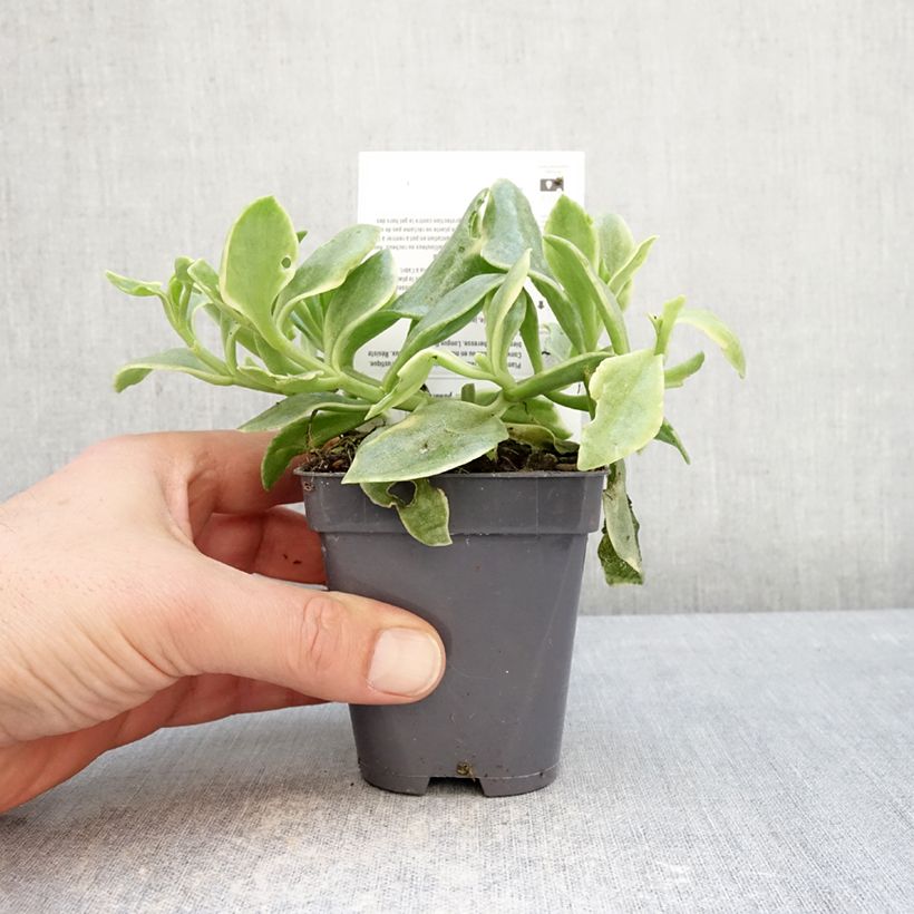 Exemplaar van Aptenia cordifolia Variegata - IJskruid Kweekpotje van 8/9 cm zoals geleverd in de winter