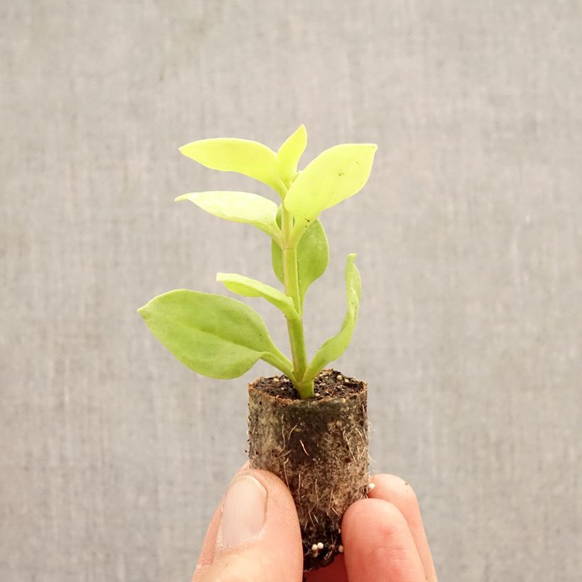 Exemplaar van Aptenia Golden Cascade Mini-mot Ø 3/4 cm zoals geleverd in de lente