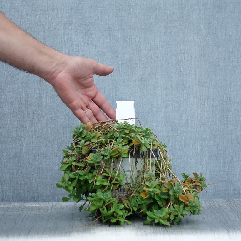 Exemplaar van Arabis caucasica Alabaster Inaraalaba - Randjesbloem Pot van 2 l/3 l zoals geleverd in de zomer