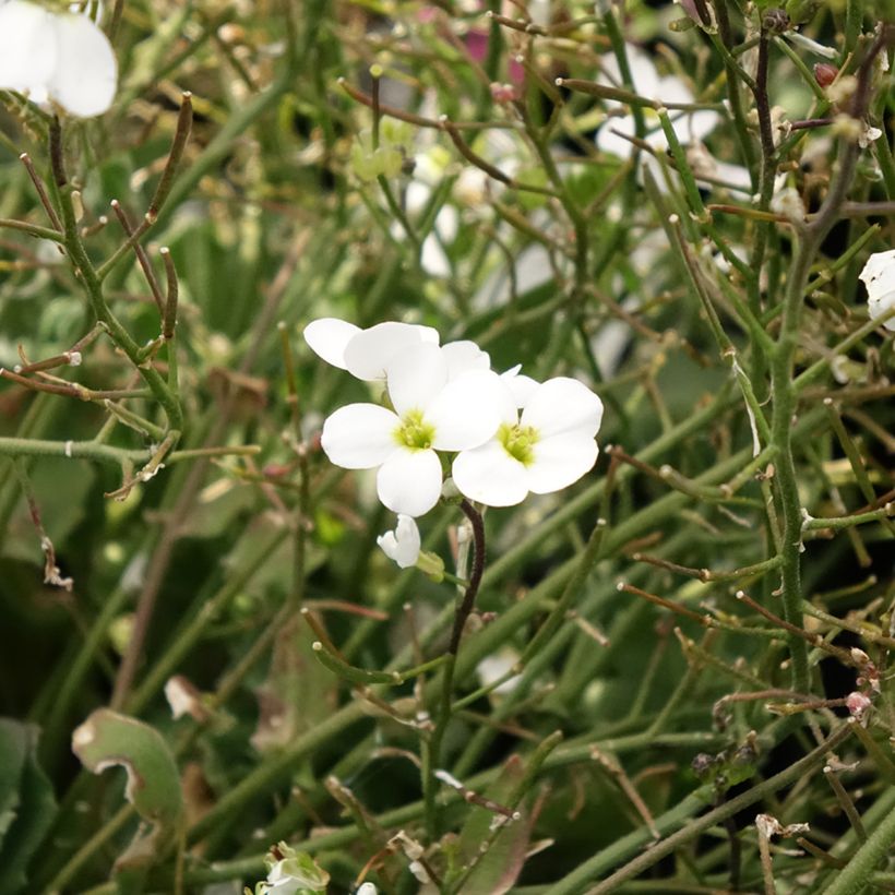 Arabis caucasica Alabaster Inaraalaba - Randjesbloem (Bloei)