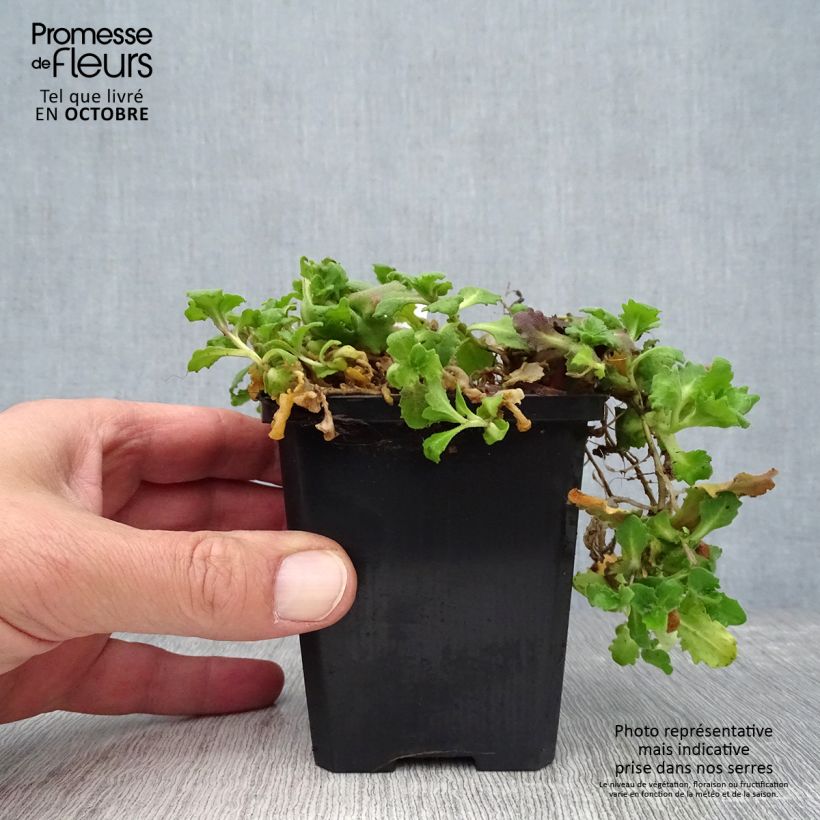 Exemplaar van Arabis caucasica Aubris Deep Rose - Randjesbloem roze Kweekpotje van 8/9 cm zoals geleverd in de lente