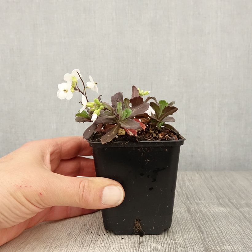 Exemplaar van Arabis caucasica Snowball - Randjesbloem Kweekpotje van 8/9 cm zoals geleverd in de lente