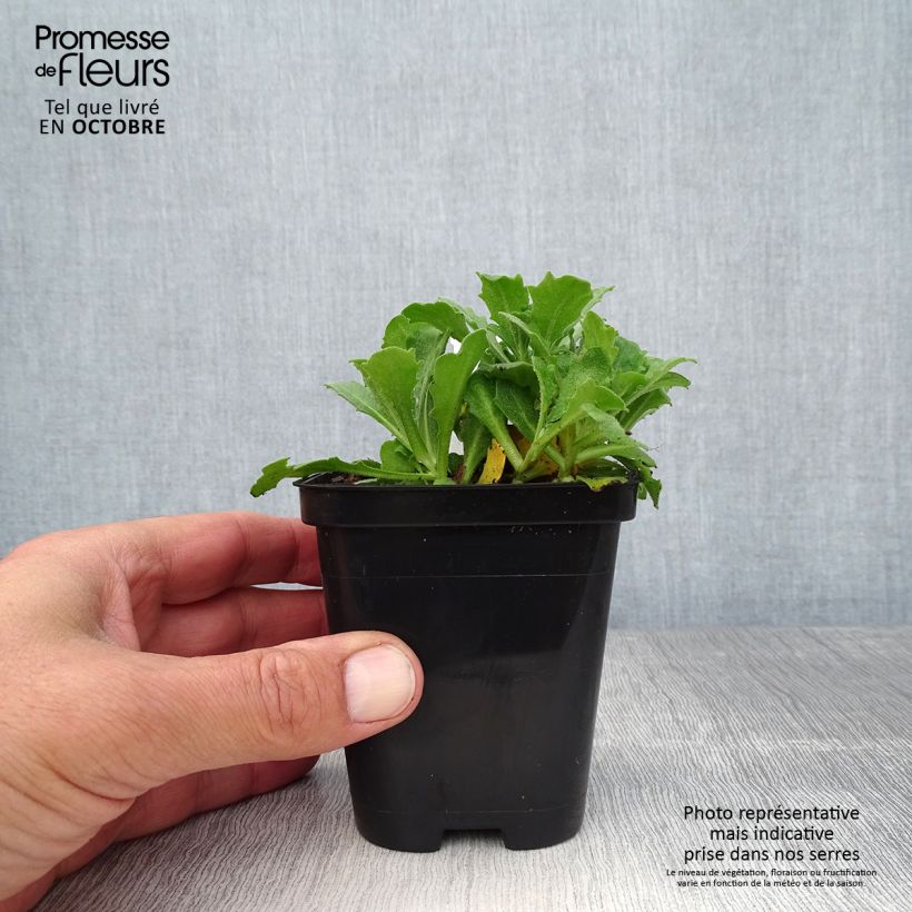 Exemplaar van Arabis Snowcap - Randjesbloem Kweekpotje van 8/9 cm zoals geleverd in de herfst