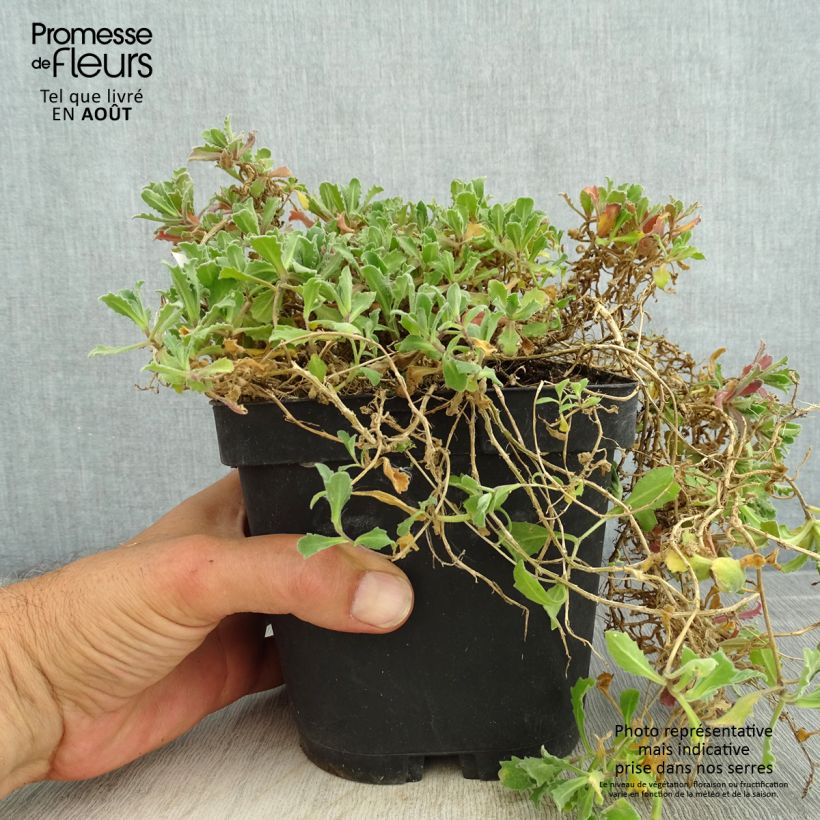 Exemplaar van Arabis Snowcap - Randjesbloem Pot van 2 l/3 l zoals geleverd in de zomer