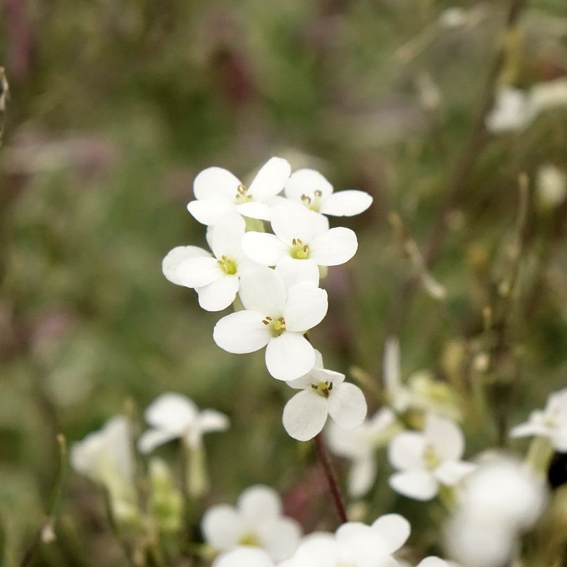 Arabis caucasica Variegata - Randjesbloem (Bloei)