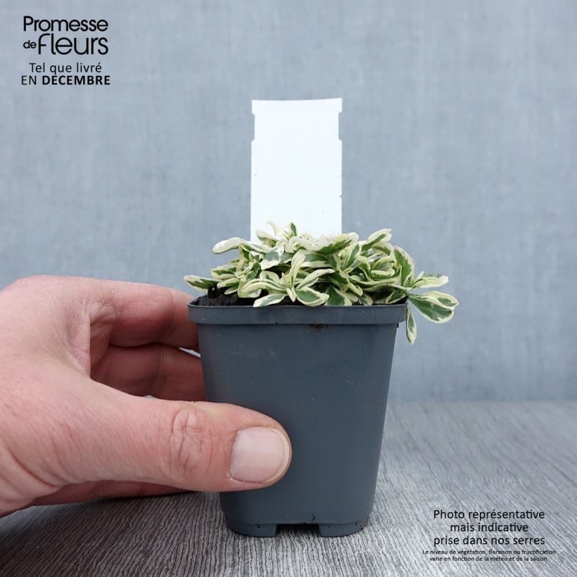 Exemplaar van Arabis ferdinandi coburgii - Scheefkelk Kweekpotje van 8/9 cm zoals geleverd in de herfst