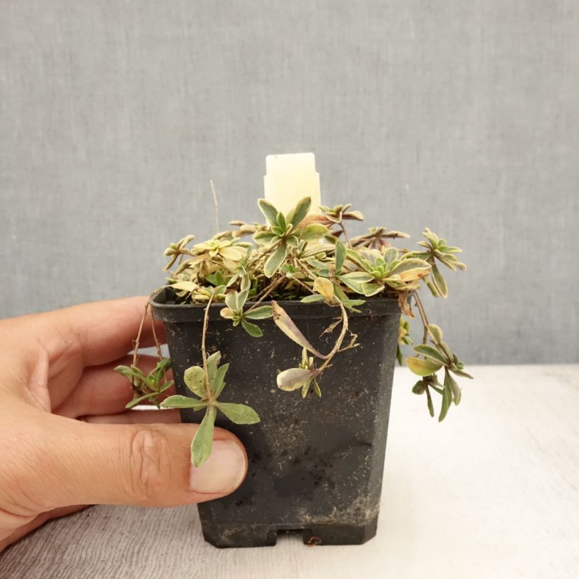 Exemplaar van Arabis ferdinandi coburgii Old Gold - Scheefkelk Kweekpotje van 8/9 cm zoals geleverd in de zomer