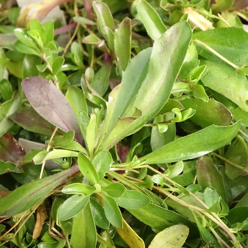 Arabis procurrens Neuschnee - Scheefkelk (Blad)