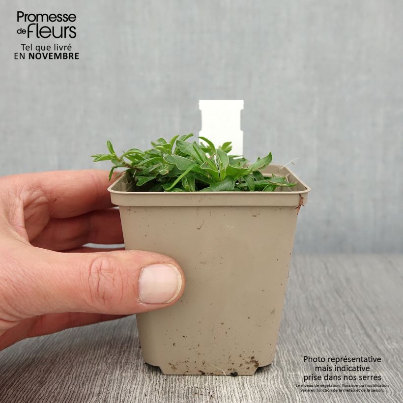 Exemplaar van Arabis x suendermannii - Randjesbloem Kweekpotje van 8/9 cm zoals geleverd in de herfst