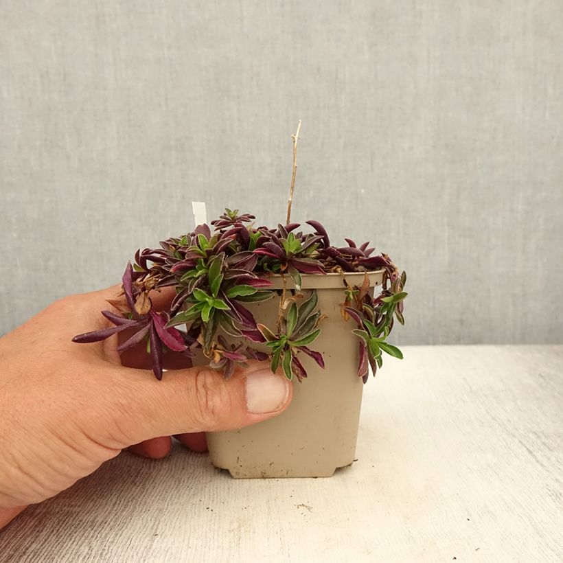 Exemplaar van Arabis x suendermannii - Randjesbloem Kweekpotje van 8/9 cm zoals geleverd in de zomer