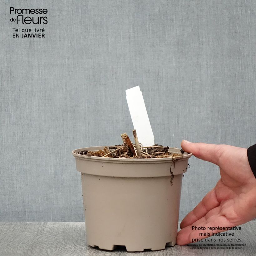 Example of Aralia cordata Sun King - Aralie dorée Pot van 2 l/3 l as you get in hiver