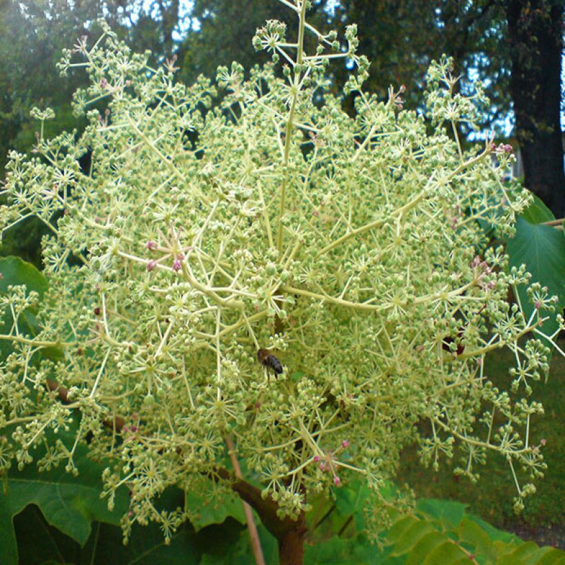 Aralia elata - Duivelswandelstok (Flowering)