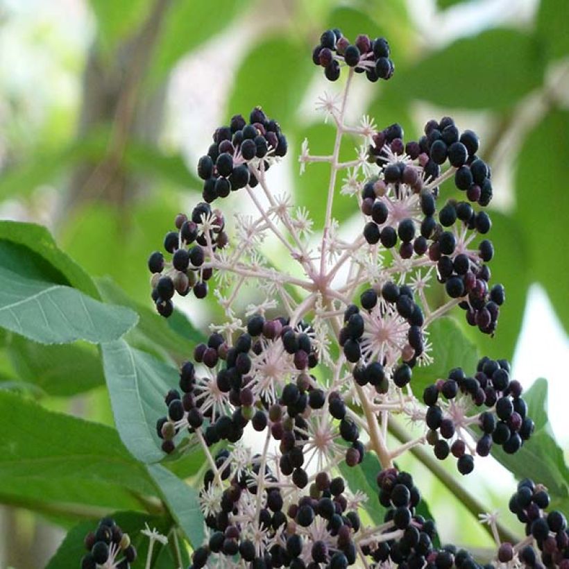 Aralia elata - Duivelswandelstok (Harvest)