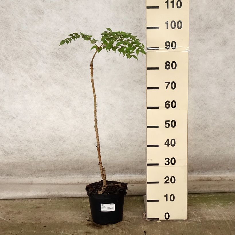 Exemplaar van Aralia elata - Duivelswandelstok Pot van 3 l/4 l zoals geleverd in de herfst