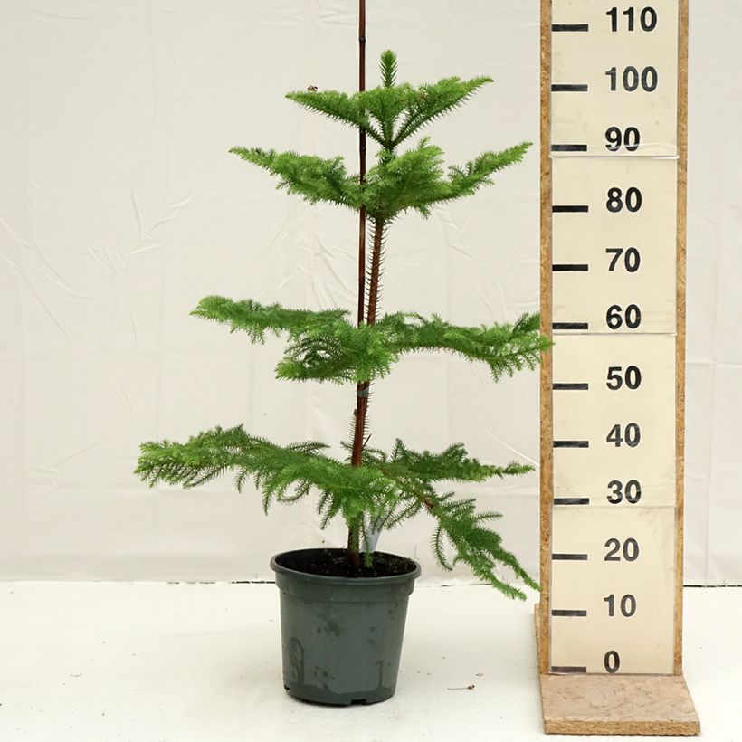 Example of Araucaria heterophylla - Kamerden Pot van 7,5 l/10 l as you get in printemps