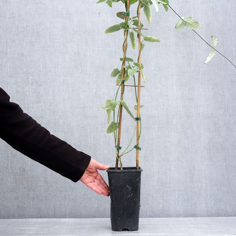 Example of Araujia sericifera Pink - Plante cruelle Pot van 2 l/3 l as you get in hiver