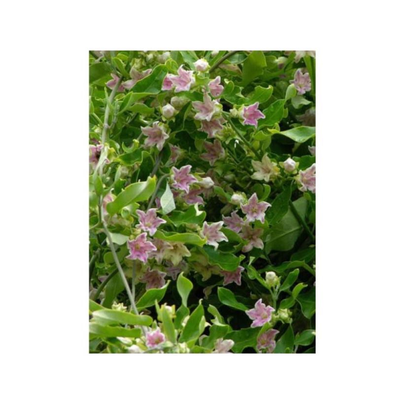Araujia sericifera Rosea - Motplant (Flowering)