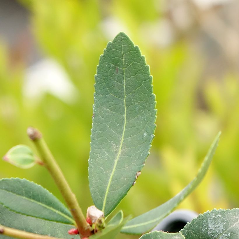Aardbeiboom Pink Giant 'Nevez' (Atlantic Rose) - Arbutus unedo (Blad)