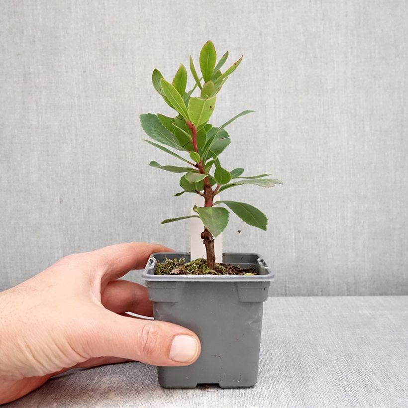 Exemplaar van Aardbeiboom Pink Giant 'Nevez' (Atlantic Rose) - Arbutus unedo Kweekpotje van 8/9 cm zoals geleverd in de lente