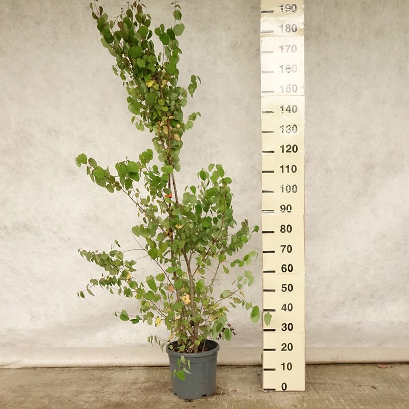 Exemplaar van Cercidiphyllum japonicum - Katsuraboom Pot van 7,5 l/10 l zoals geleverd in de zomer