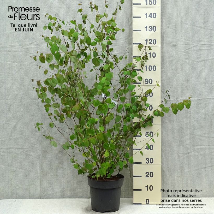 Exemplaar van Cercidiphyllum japonicum - Katsuraboom Pot van 7,5 l/10 l zoals geleverd in de lente