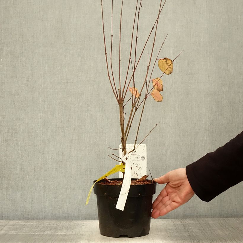 Exemplaar van Cercidiphyllum japonicum - Katsuraboom Pot van 3 l/4 l zoals geleverd in de herfst