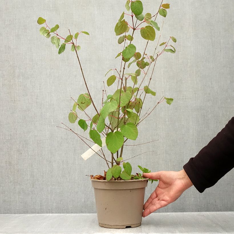 Example of Arbre à caramel nain - Cercidiphyllum japonicum Râ Pot van 4 l/5 l as you get in automne