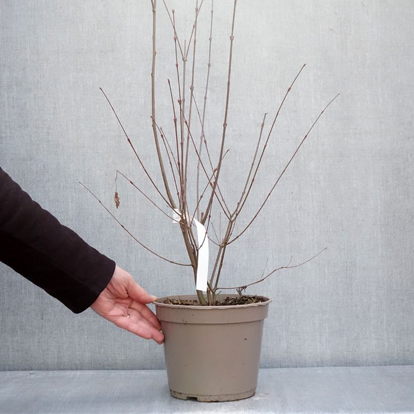 Exemplaar van Cercidiphyllum japonicum Râ - Katsuraboom Pot van 4 l/5 l zoals geleverd in de winter