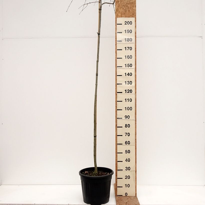 Exemplaar van Cercidiphyllum japonicum Morioka Weeping - Katsuraboom Pot de 30L/35L, Stengel zoals geleverd in de winter