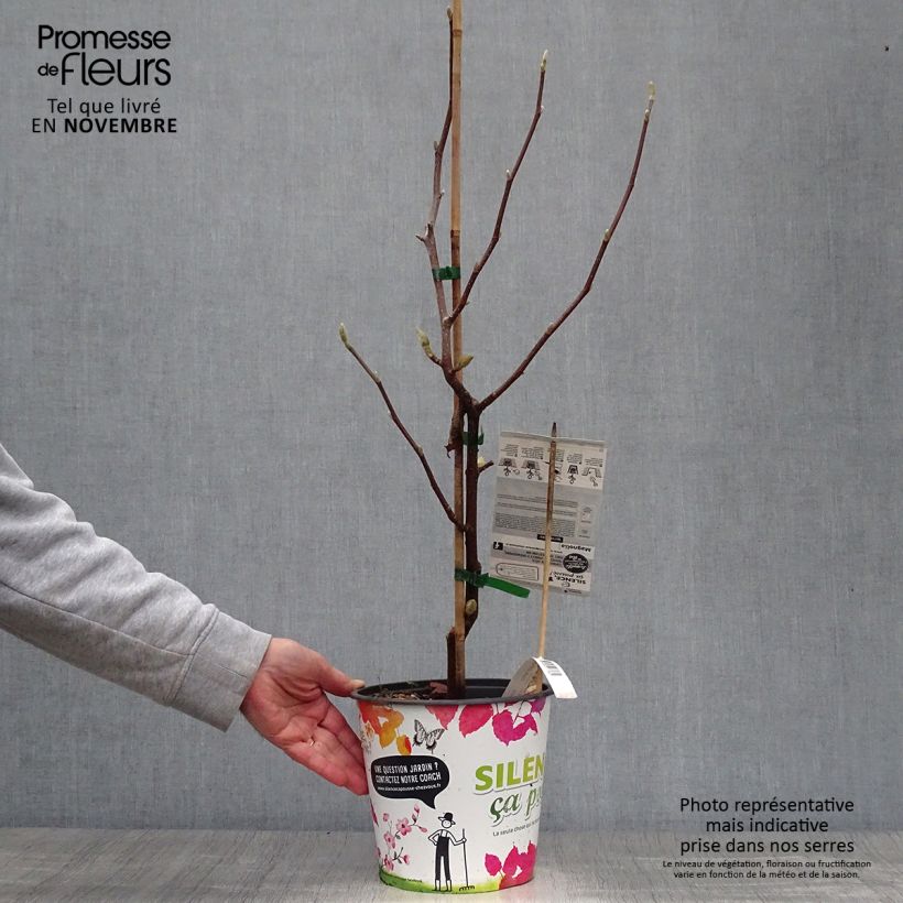 Exemplaar van Magnolia acuminata Butterfly - Beverboom Pot van 4 l/5 l zoals geleverd in de herfst