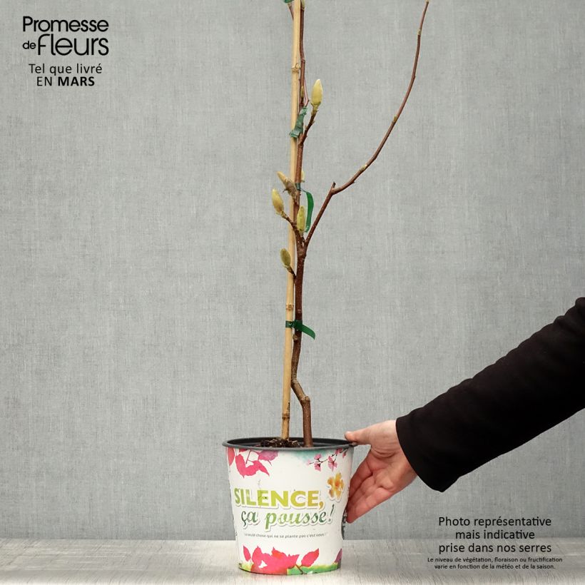Exemplaar van Magnolia acuminata Butterfly - Beverboom Pot van 4 l/5 l zoals geleverd in de lente