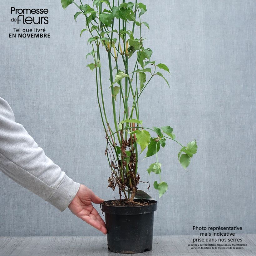Exemplaar van Leycesteria formosa - Fazantenbes Pot van 2 l/3 l zoals geleverd in de herfst