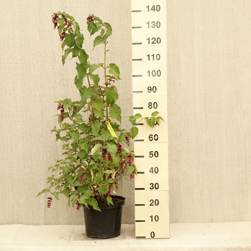Exemplaar van Leycesteria formosa Purple Rain - Fazantenbes Pot van 7,5 l/10 l zoals geleverd in de zomer