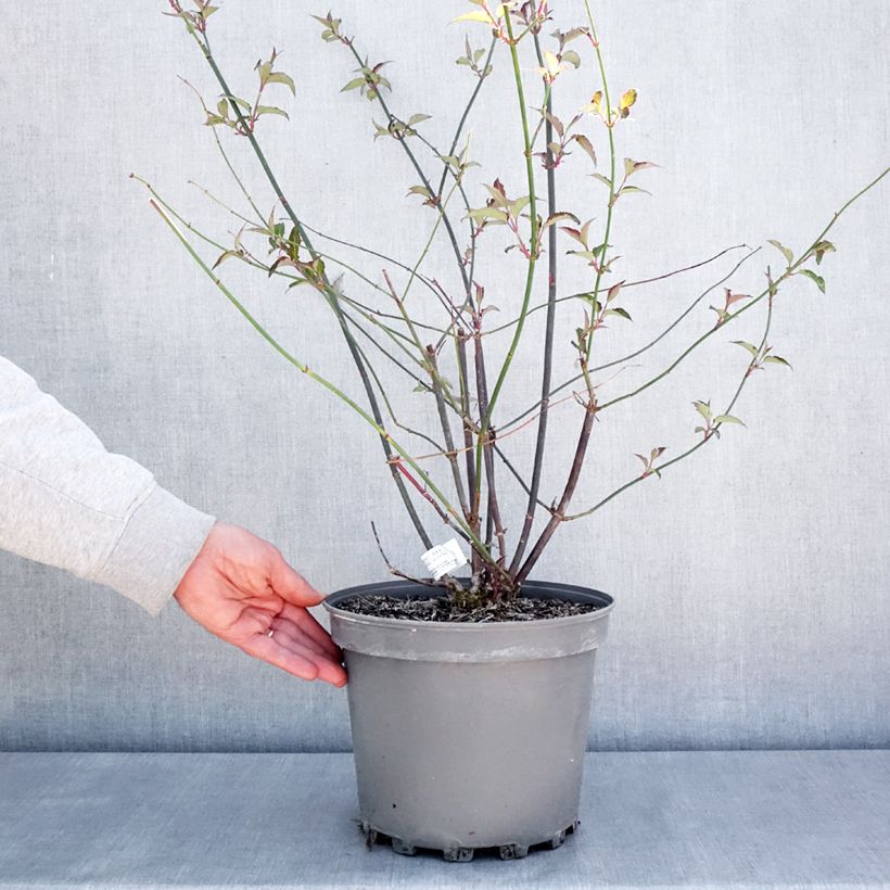 Exemplaar van Leycesteria formosa Purple Rain - Fazantenbes Pot van 7,5 l/10 l zoals geleverd in de lente