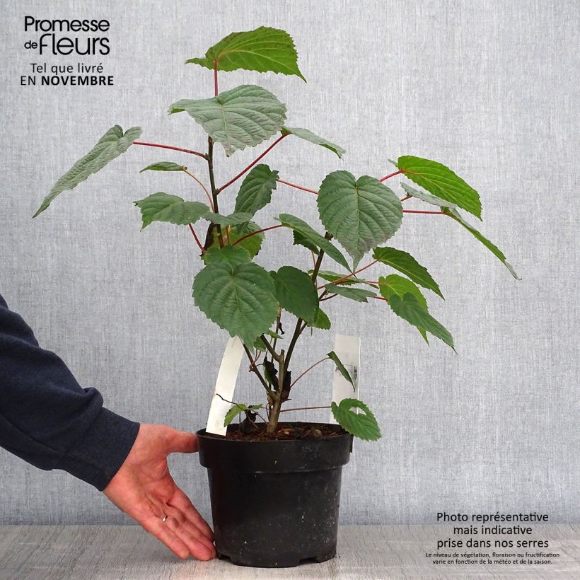 Exemplaar van Davidia involucrata vilmoriniana - Zakdoekjesboom Pot van 3 l/4 l zoals geleverd in de herfst