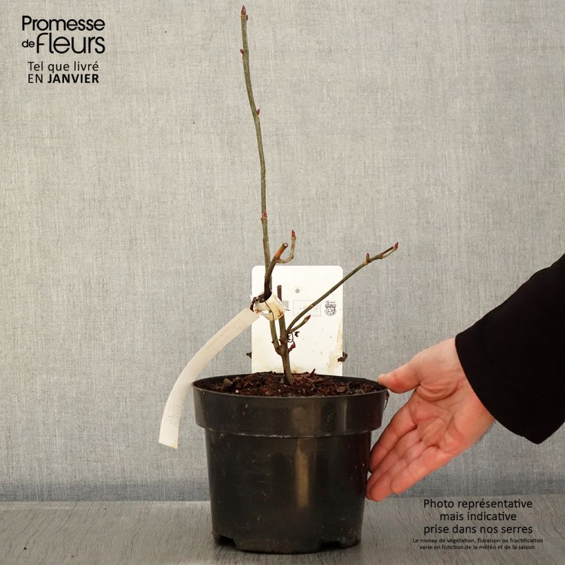 Example of Arbre aux mouchoirs - Davidia involucrata var. vilmoriniana Pot van 3 l/4 l as you get in hiver