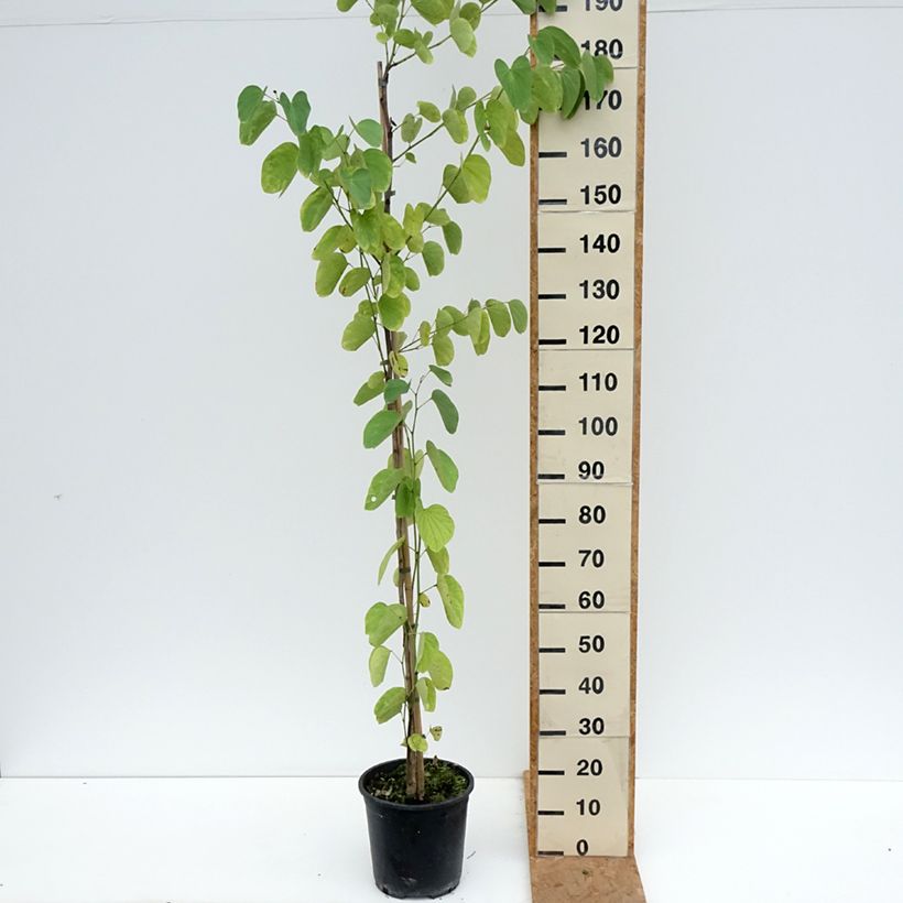 Exemplaar van Bauhinia purpurea - Orchideeënboom Pot van 7,5 l/10 l zoals geleverd in de herfst