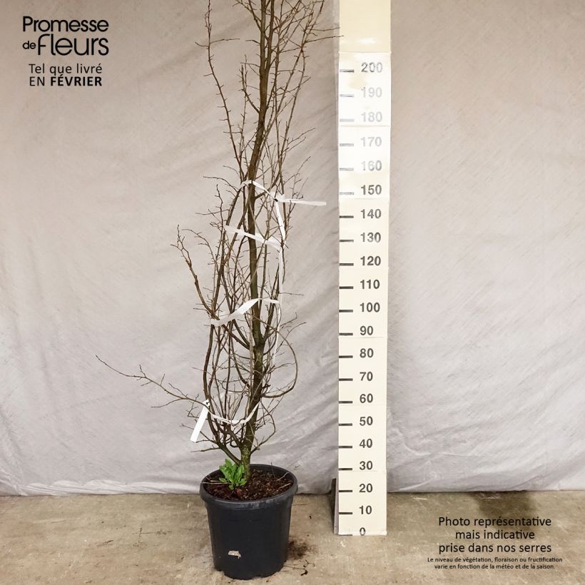 Example of Arbre de fer - Parrotia persica Pot de 30L/35L as you get in hiver