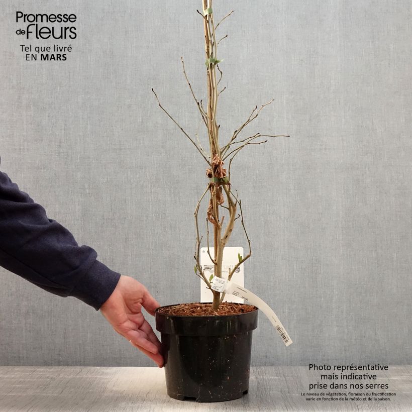 Exemplaar van Parrotia persica - Perzisch IJzerhout Pot van 3 l/4 l zoals geleverd in de lente
