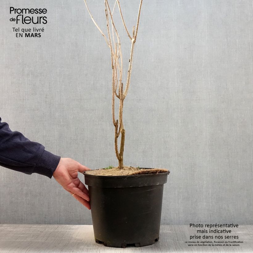 Exemplaar van Clerodendrum trichotomum - Kansenboom Pot van 7,5 l/10 l zoals geleverd in de lente