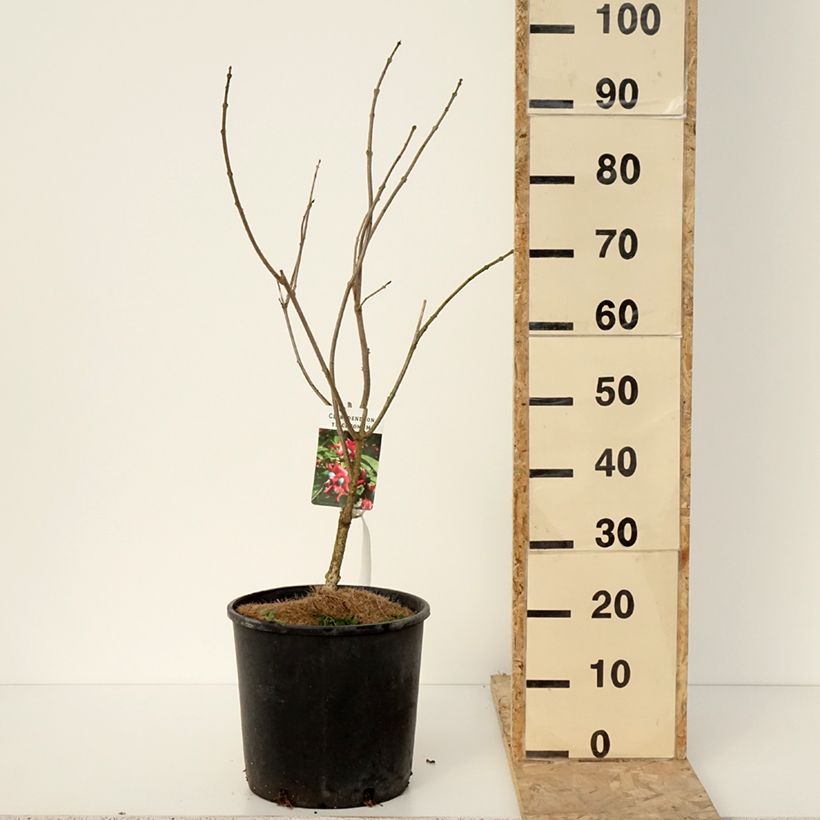 Example of Clerodendrum trichotomum - Kansenboom Pot van 7,5 l/10 l as you get in hiver