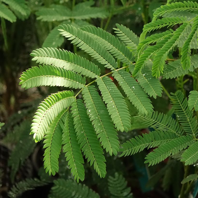 Albizia julibrissin Rouge de Tuilière - Perzische slaapboom (Blad)