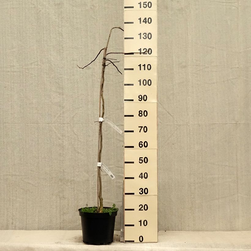 Exemplaar van Albizia julibrissin Shidare - Perzische slaapboom Pot van 7,5 l/10 l zoals geleverd in de lente