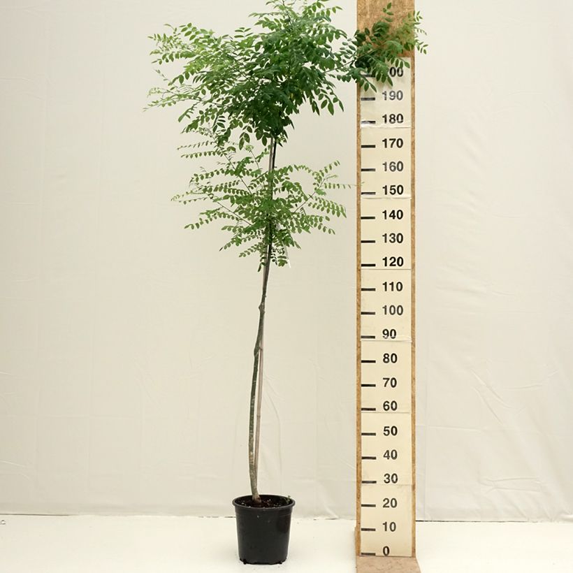 Example of Arbre des pagodes - Sophora japonica Pot van 7,5 l/10 l as you get in printemps