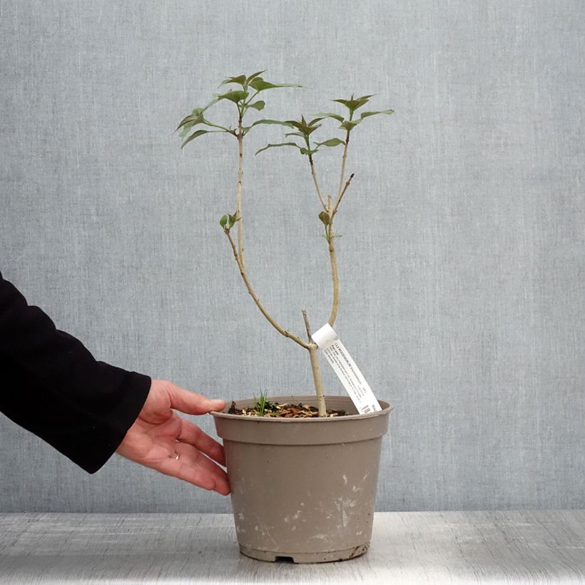 Exemplaar van Kansenboom Fargesii - Clerodendrum trichotomum Pot van 3 l/4 l zoals geleverd in de lente