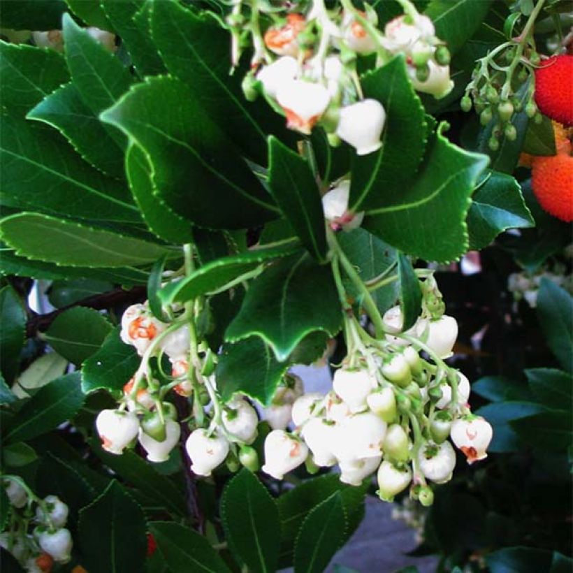 Arbutus unedo - Aardbeiboom (Flowering)