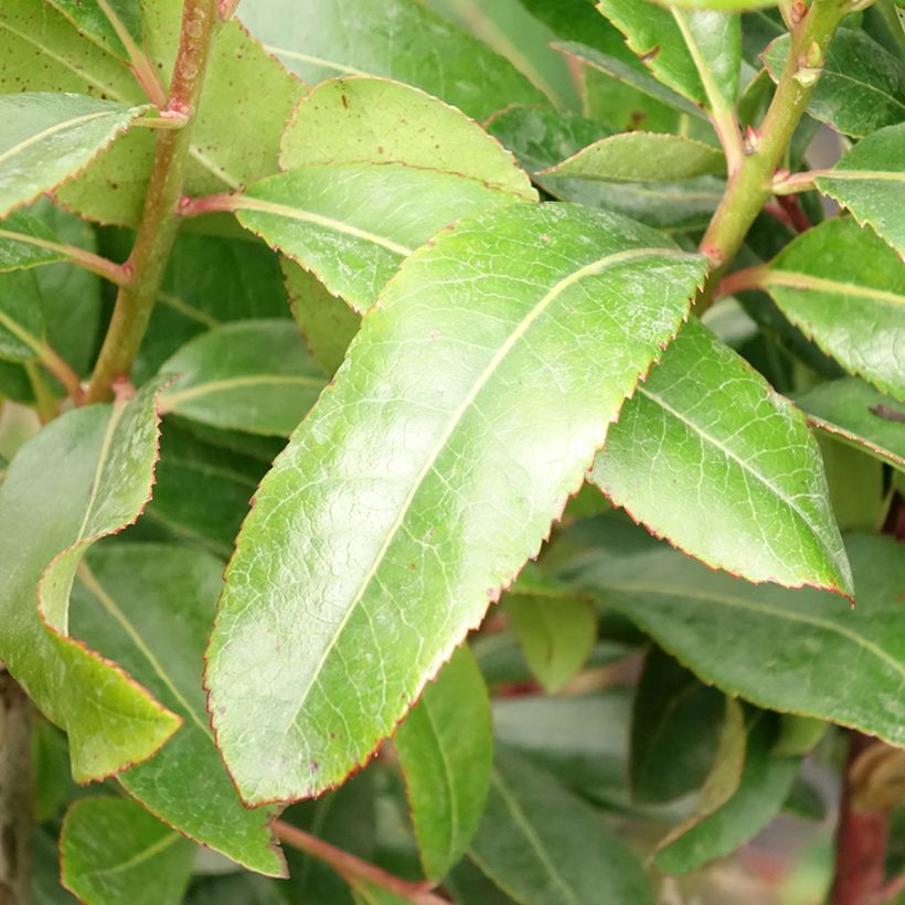 Arbutus unedo - Aardbeiboom (Blad)