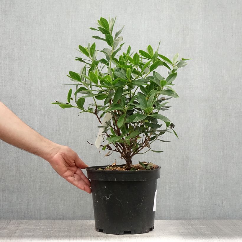 Exemplaar van Arbutus unedo Compacta - Aardbeiboom Pot van 7,5 l/10 l zoals geleverd in de zomer