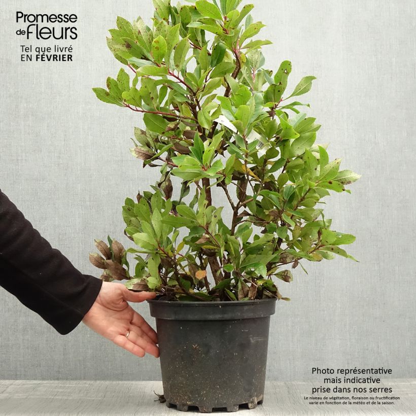 Example of Arbutus unedo Compacta - Aardbeiboom Pot van 7,5 l/10 l as you get in hiver